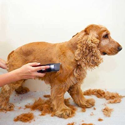 Tosatrici per cani: quale tosatrice per cani scegliere