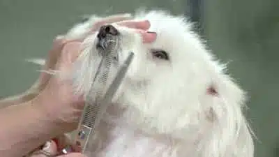 forbici da toelettatura