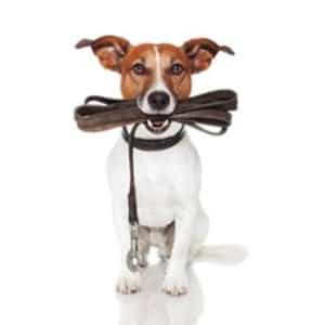 Guinzagli per cani