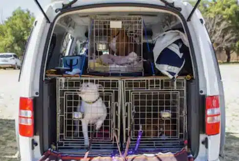 BingoPaw Gabbia Robusta Per Cani Antimorso: XL Gabbia Rinforzata Per Cani Taglia Grande Kennel Cane Con Ruote Interno Trasportino Resistente Metallo Struttura Pesante, 2 Chiavistelli 107x77,5x88,5cm - Foto 9