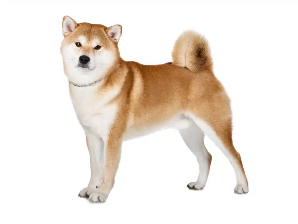 Akita razza di cane toelettatura