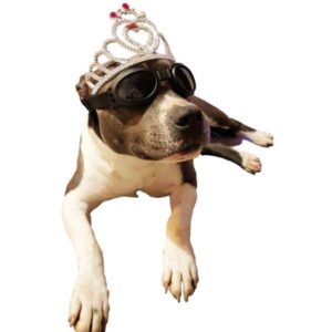 Accessori da indossare per cani